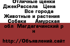 Отличные щенки ДжекРассела › Цена ­ 50 000 - Все города Животные и растения » Собаки   . Амурская обл.,Магдагачинский р-н